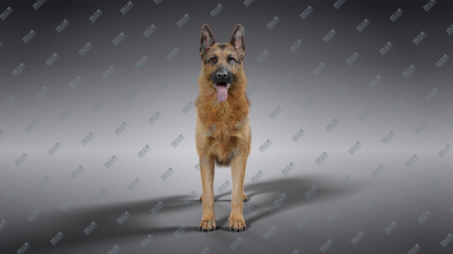 images/goods_img/202105074/German Shepherd model/3.jpg